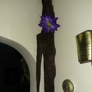 Natural driftwood wall art